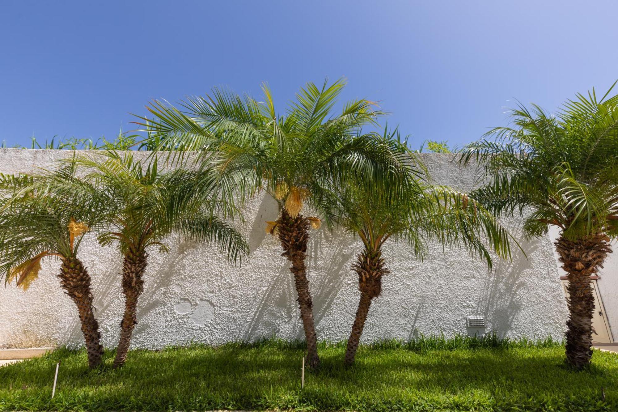 Villa Kore, Capo Vaticano Eksteriør bilde